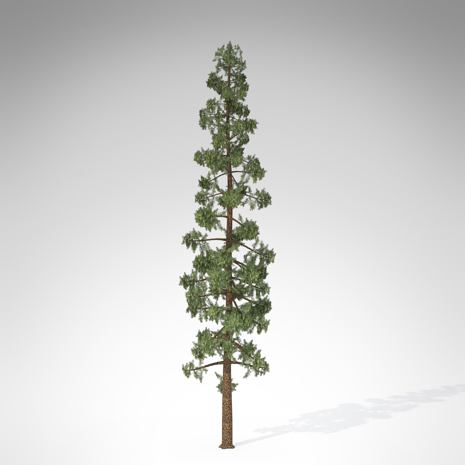 XfrogPlants Wollemi Pine 3D model_1