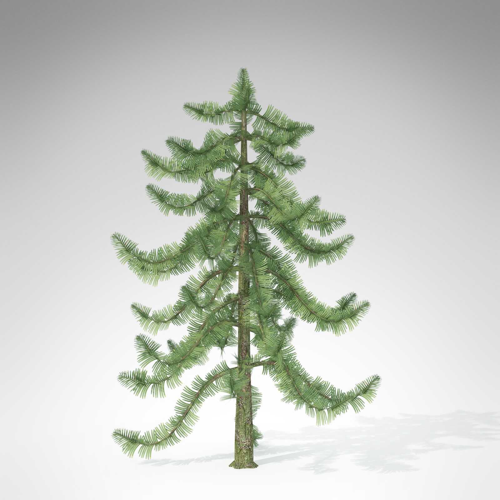 XfrogPlants Wollemi Pine 3D model_2
