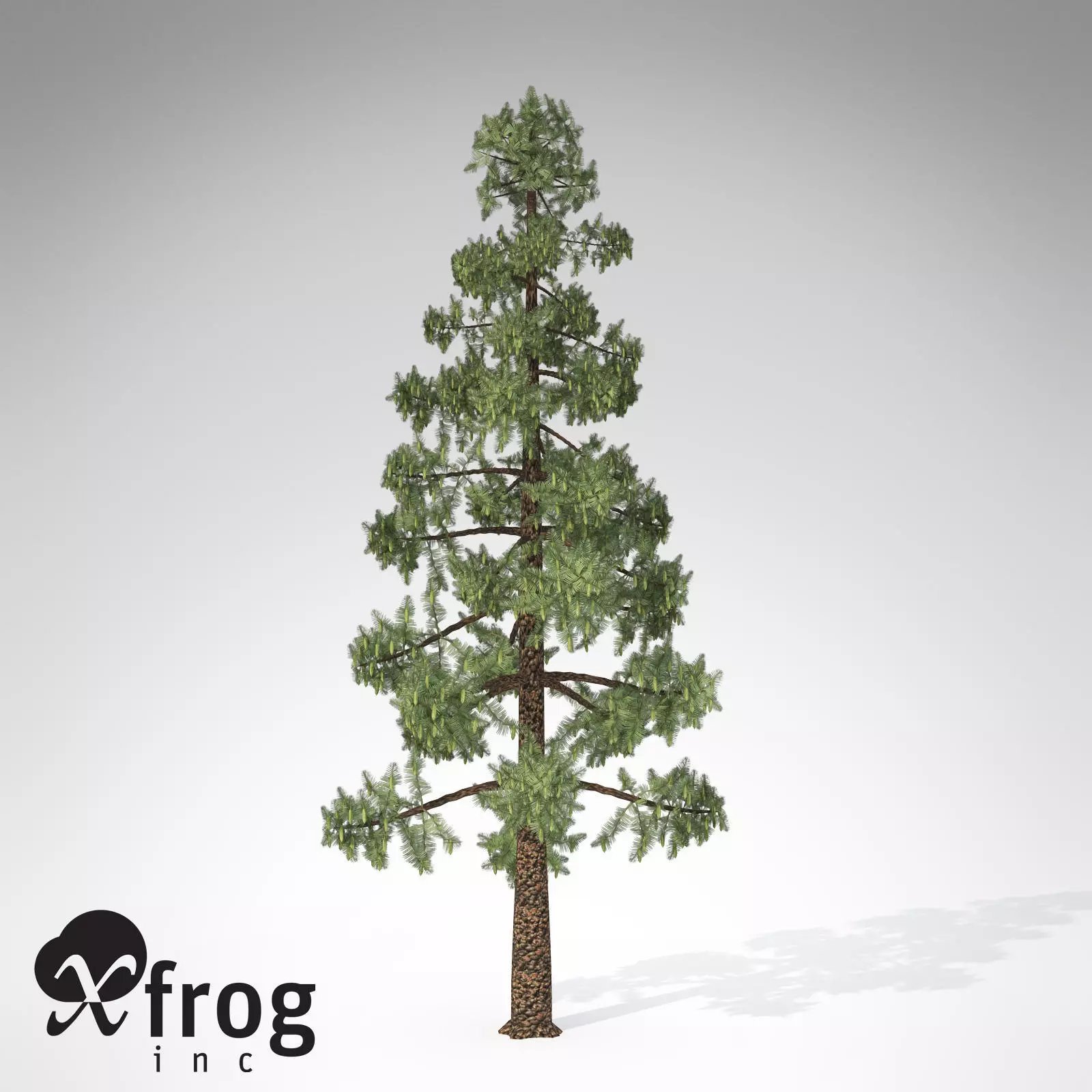 XfrogPlants Wollemi Pine 3D model_0