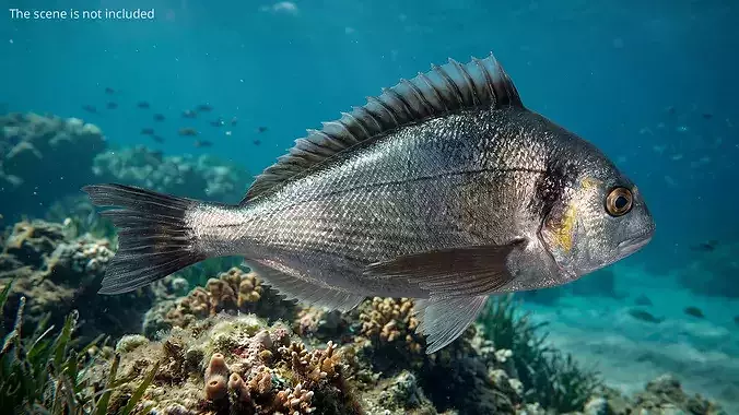 Dorada Fish Bottom Feeding Animated Rigged For Maya 3D model 2