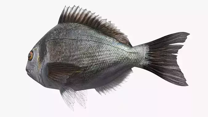 Dorada Fish Bottom Feeding Animated Rigged For Maya 3D model 4