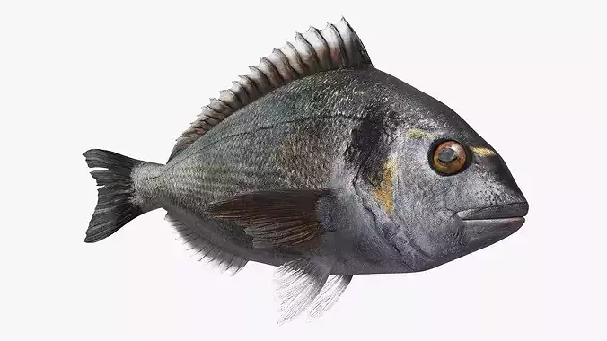 Dorada Fish Bottom Feeding Animated Rigged For Maya 3D model 3
