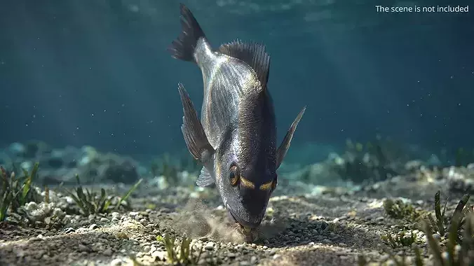 Dorada Fish Bottom Feeding Animated Rigged For Maya 3D model