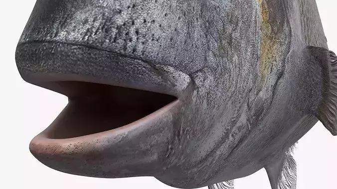 Dorada Marine Fish Set Animated Rigged For Maya 3D model 7
