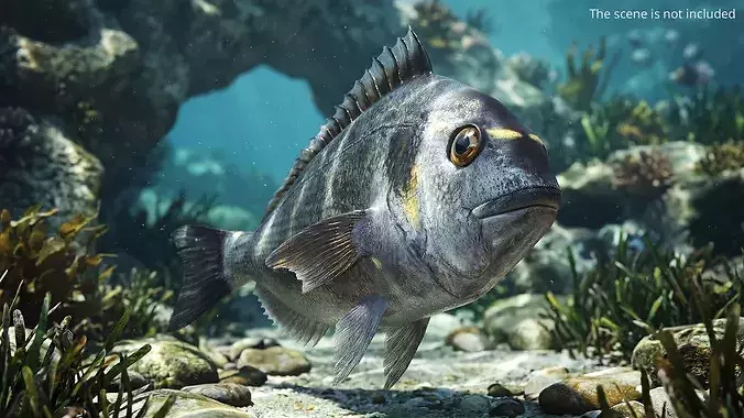 Dorada Marine Fish Set Animated Rigged For Maya 3D model