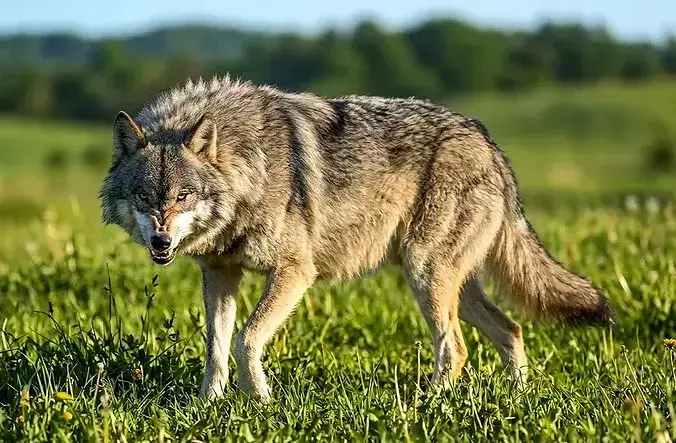 Wolf rigged animated  
