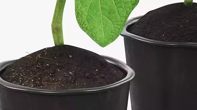Eggplant Plant in Plastic Pot Green 3D model 7