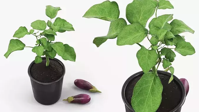 Eggplant Plant in Plastic Pot Green 3D model