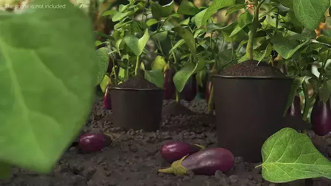 Eggplant Plant in Plastic Pot Green 3D model 2