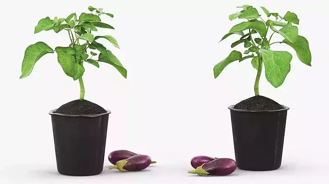 Eggplant Plant in Plastic Pot Green 3D model 3