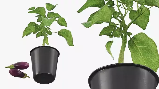 Eggplant Plant in Plastic Pot Green 3D model 6