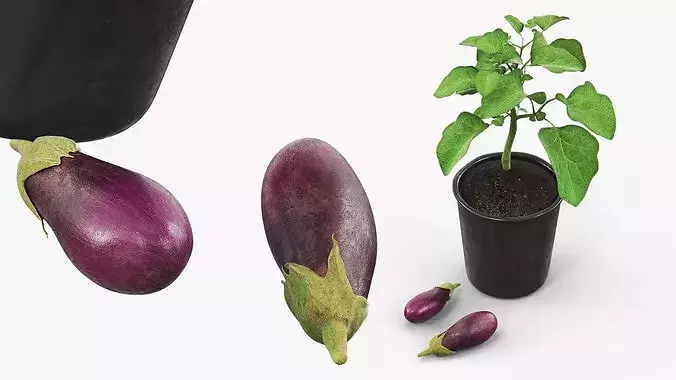 Eggplant Plant in Plastic Pot Green 3D model 5