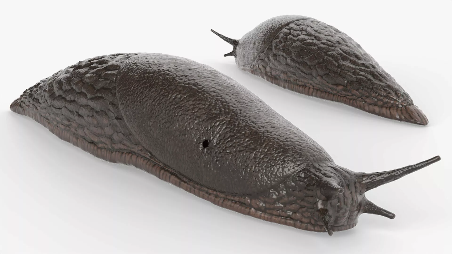 Black Slug for Blender 3D model