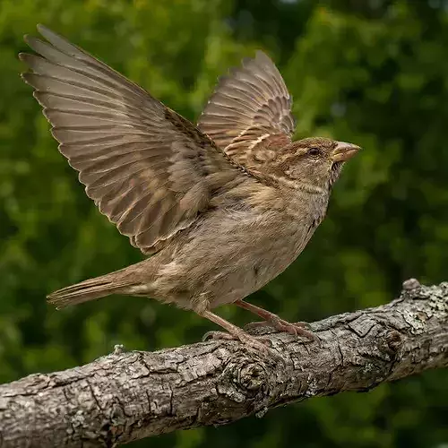 Sparrow rigged animated 