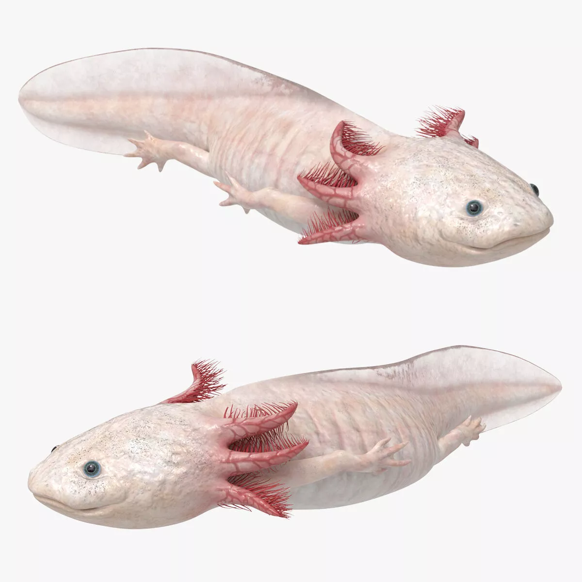 Albino Axolotl Swim Animated Rigged For Maya 3D model