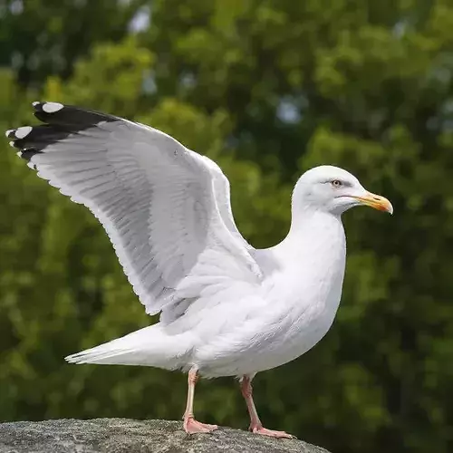 Seagull rigged animated