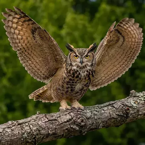 Horned owl rigged animated 