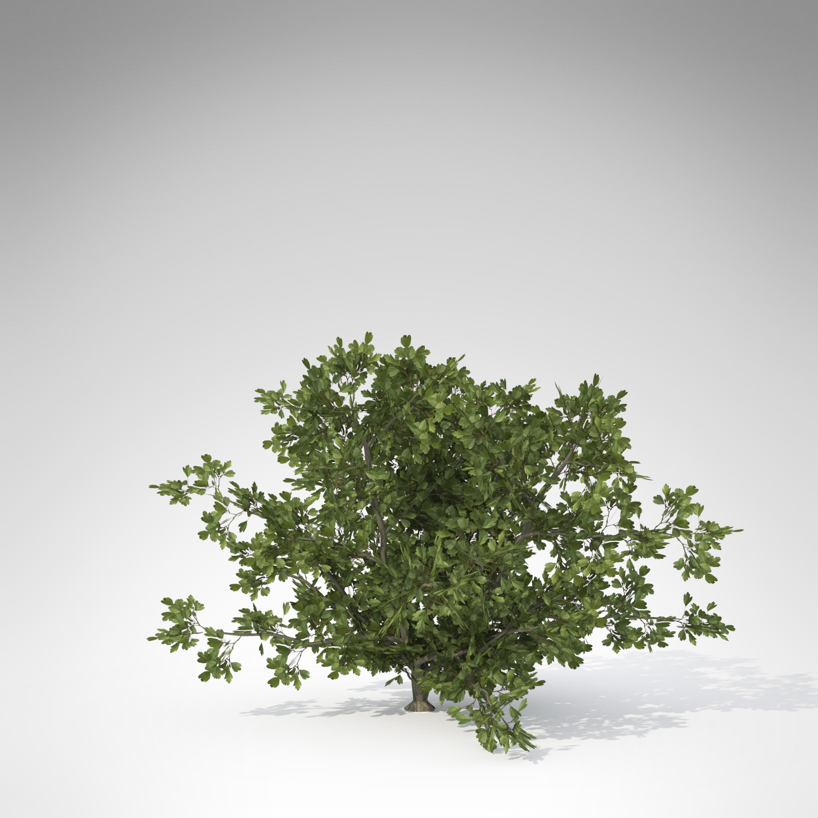Common Hawthorn 3D model_2
