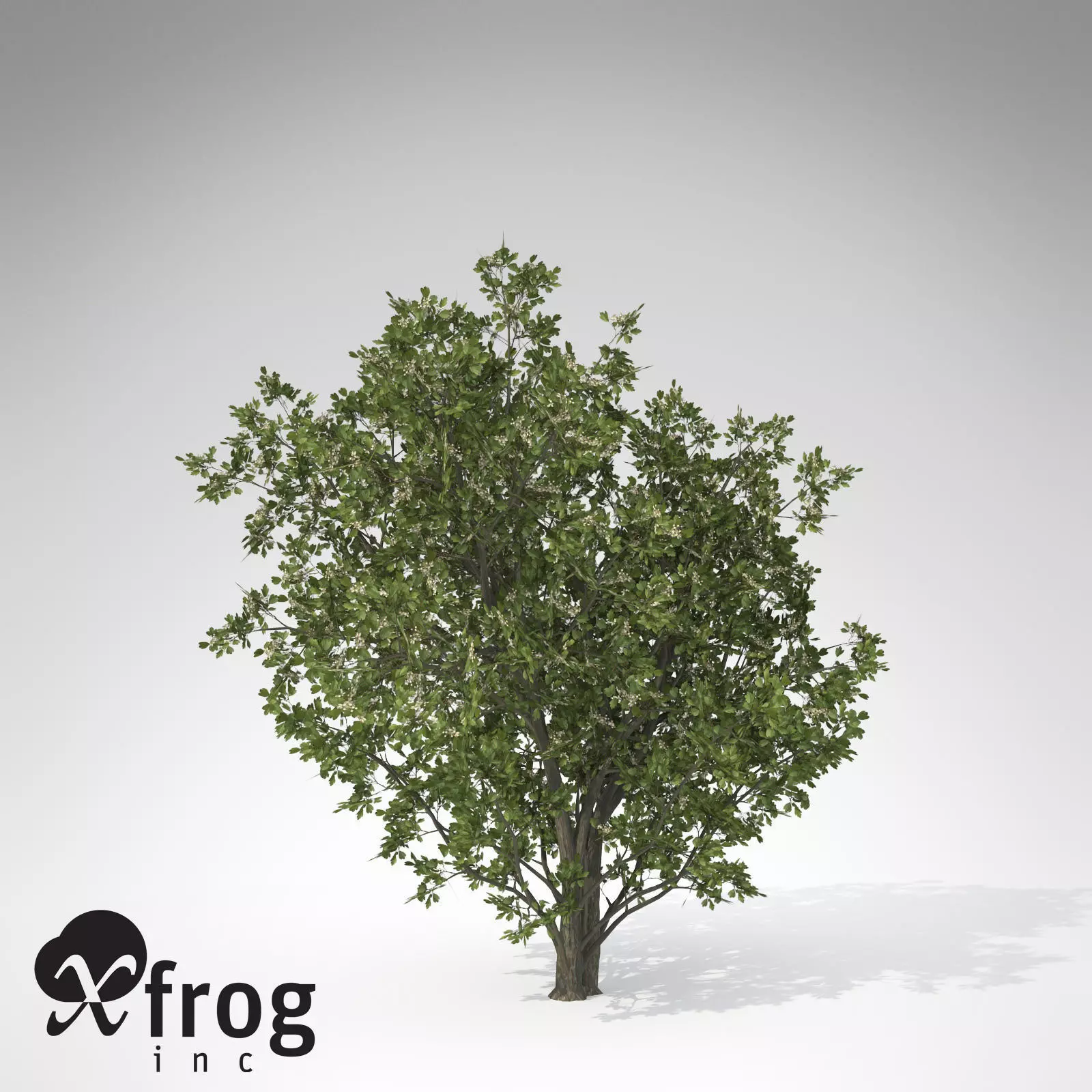 Common Hawthorn 3D model_0
