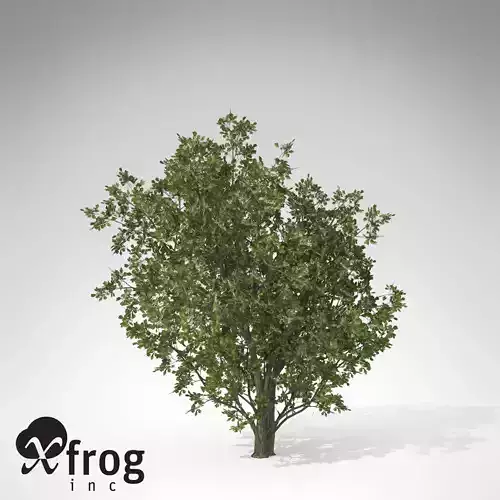 Common Hawthorn 3D model