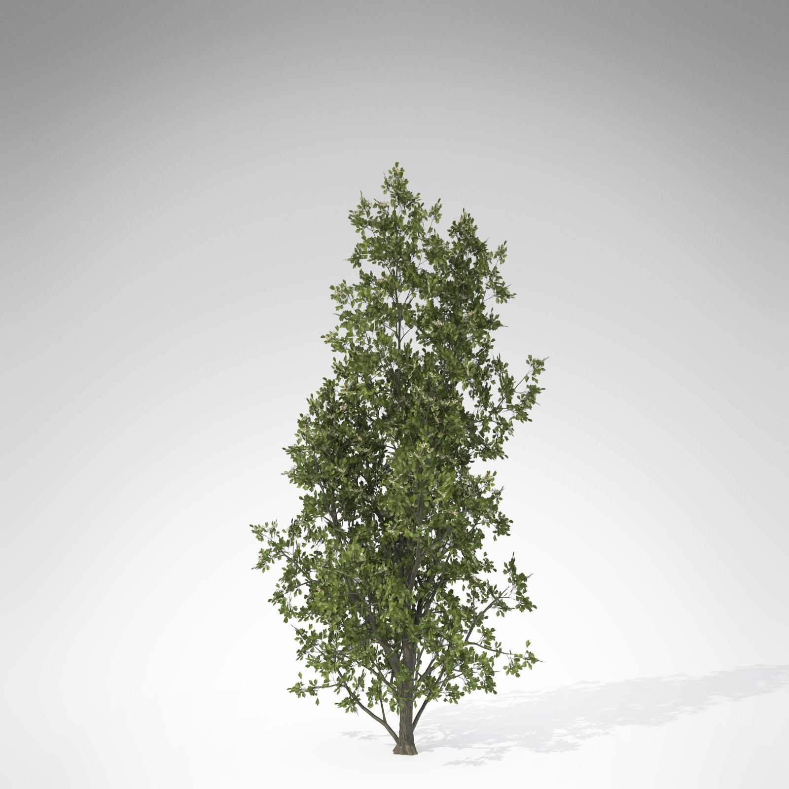 Common Hawthorn 3D model_1