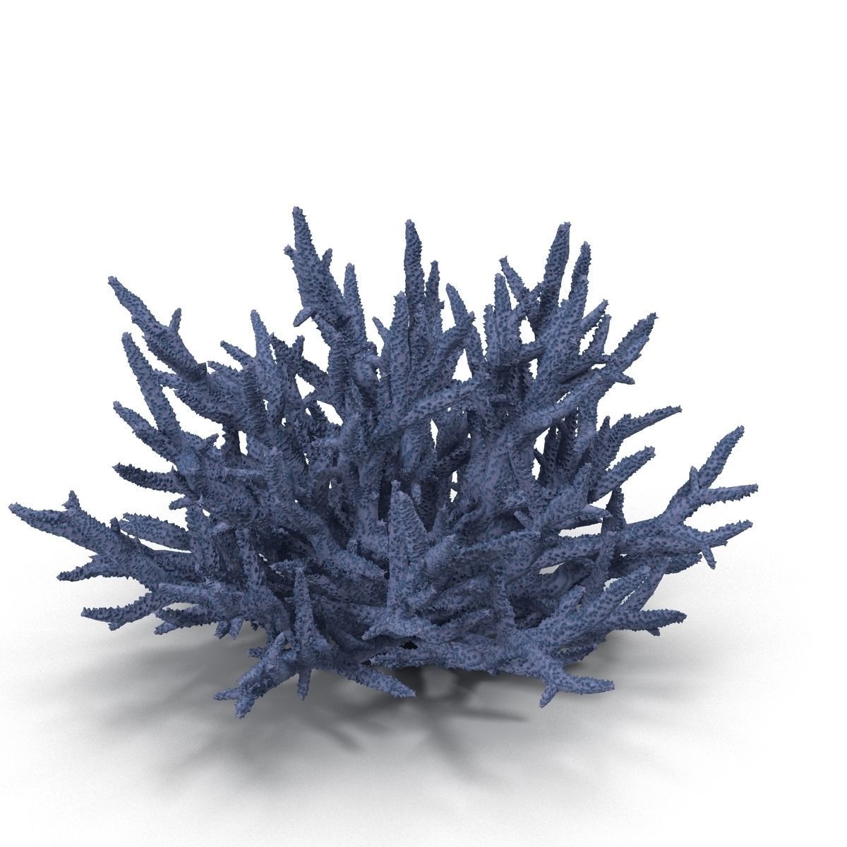 Acropora formosa low poly 3D model_3