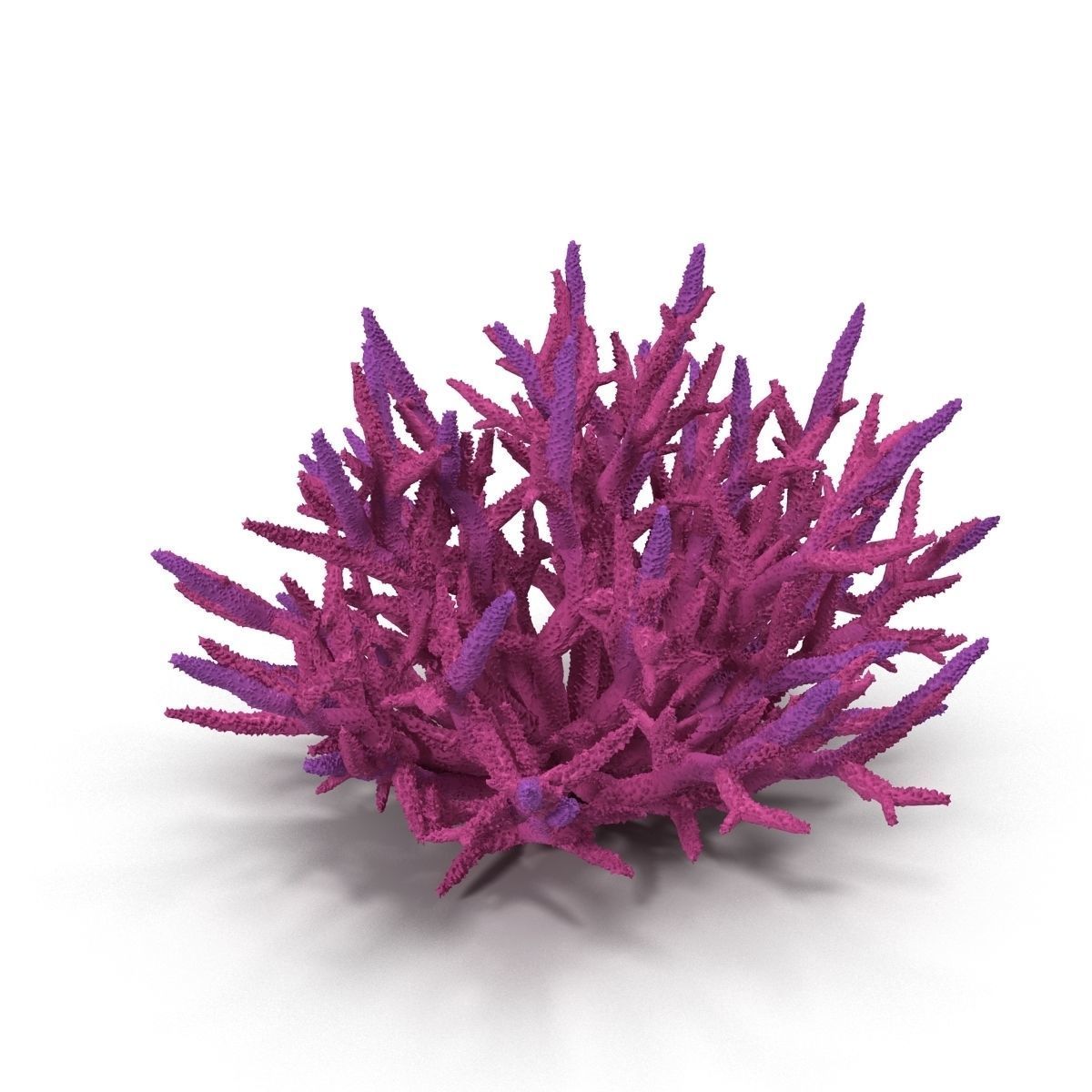 Acropora formosa low poly 3D model_1