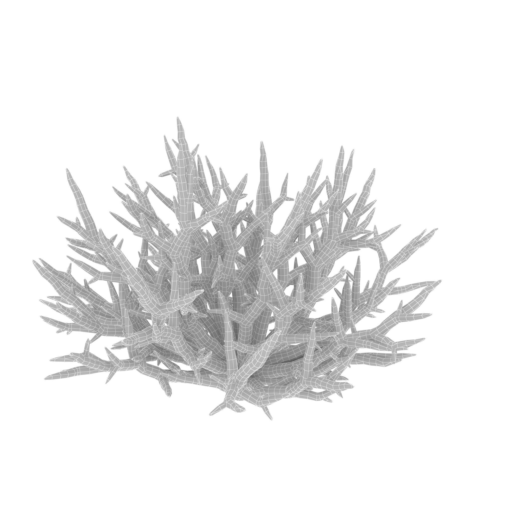 Acropora formosa low poly 3D model_9