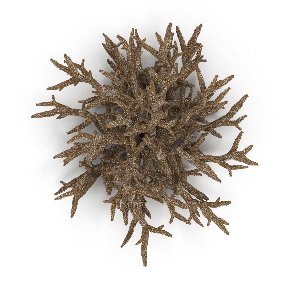 Acropora formosa low poly 3D model_7
