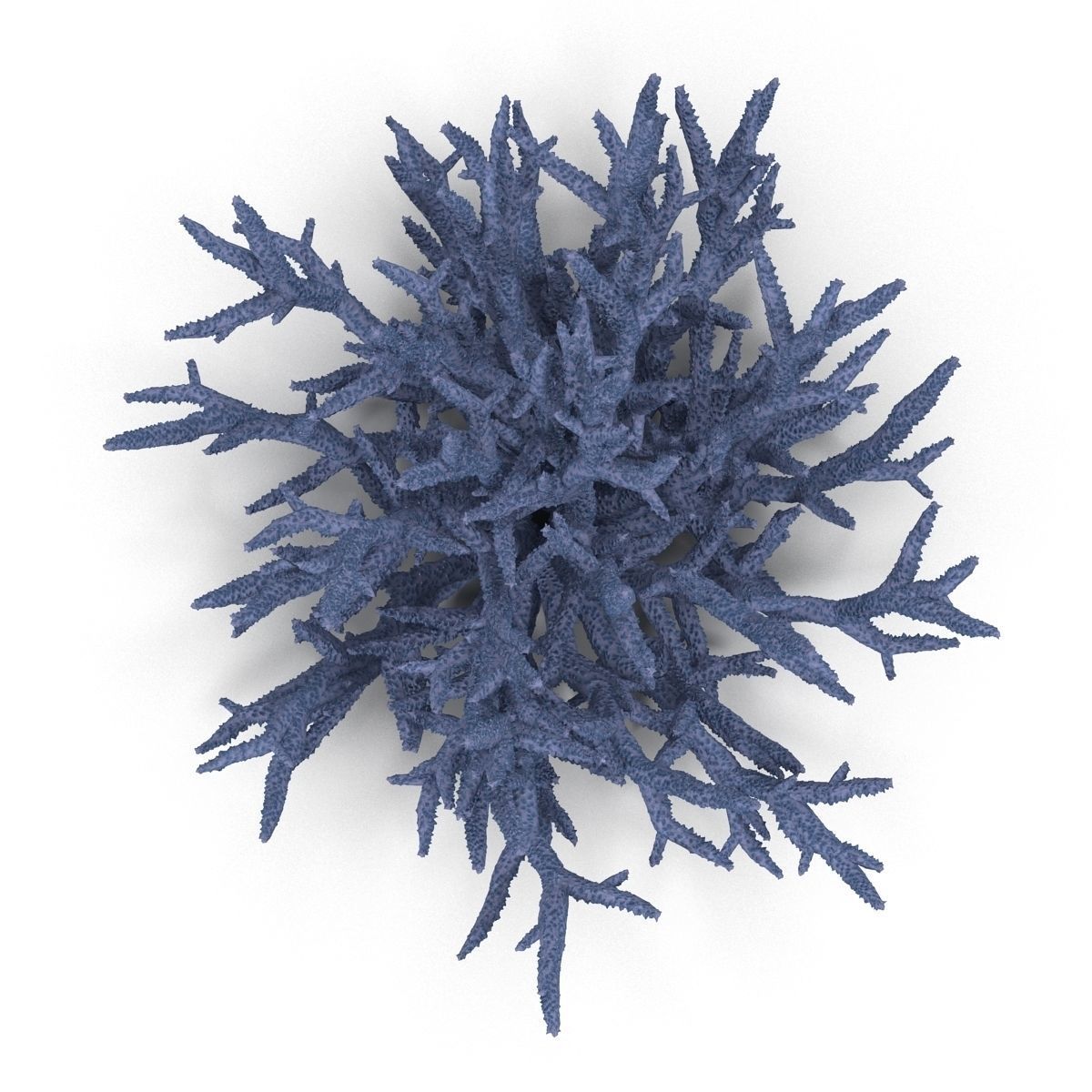 Acropora formosa low poly 3D model_6