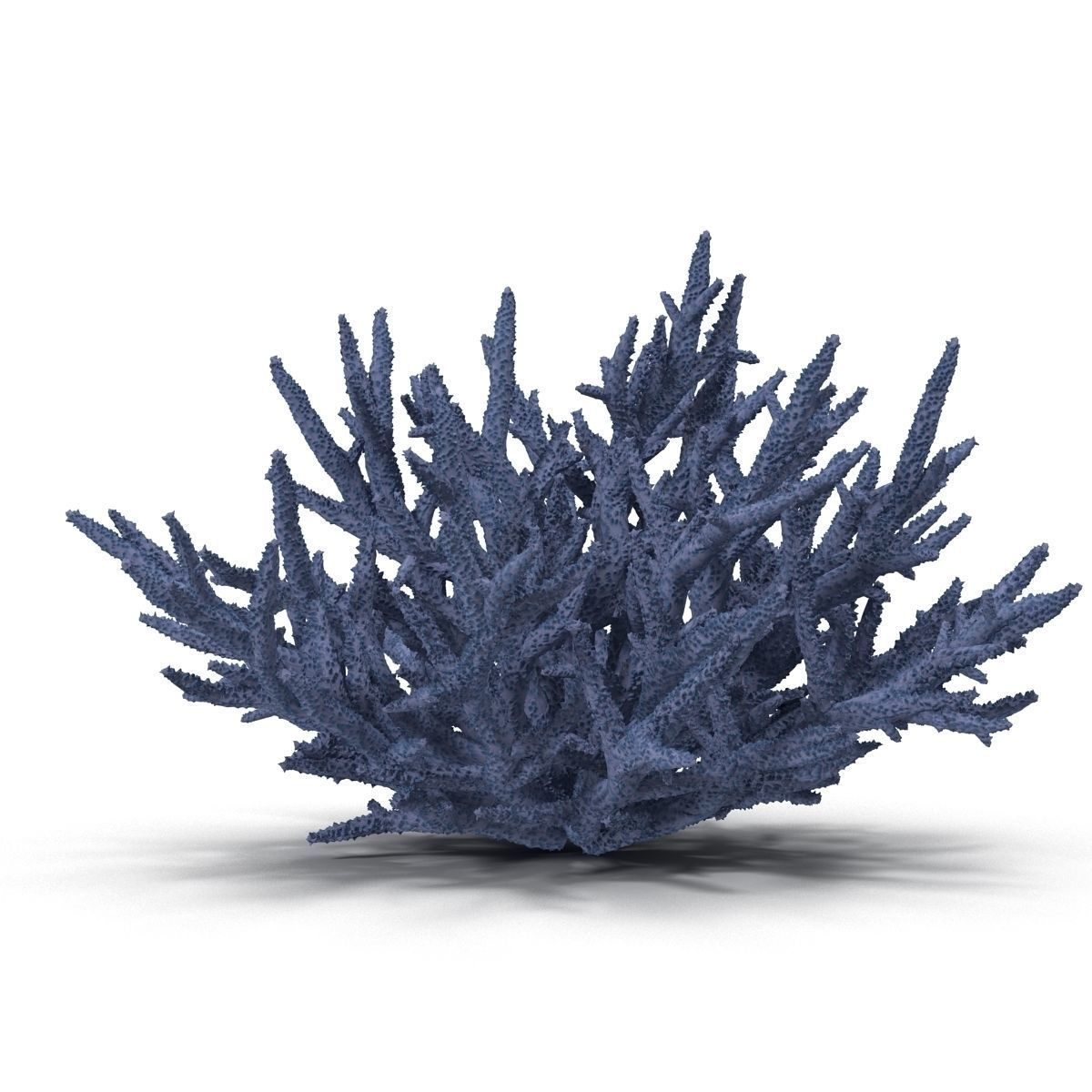 Acropora formosa low poly 3D model_5
