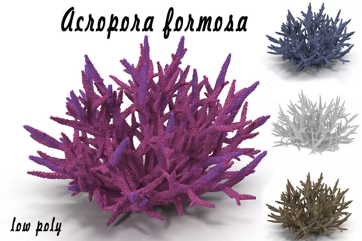Acropora formosa low poly 3D model_0