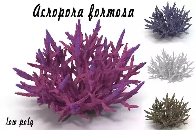 Acropora formosa low poly 3D model