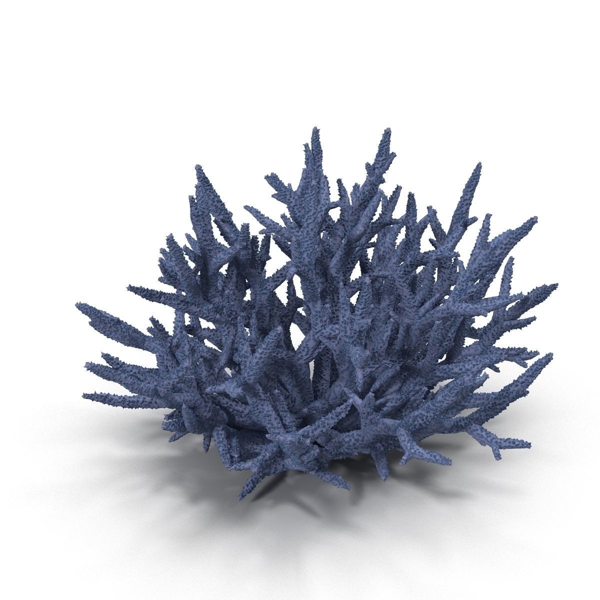 Acropora formosa low poly 3D model_4