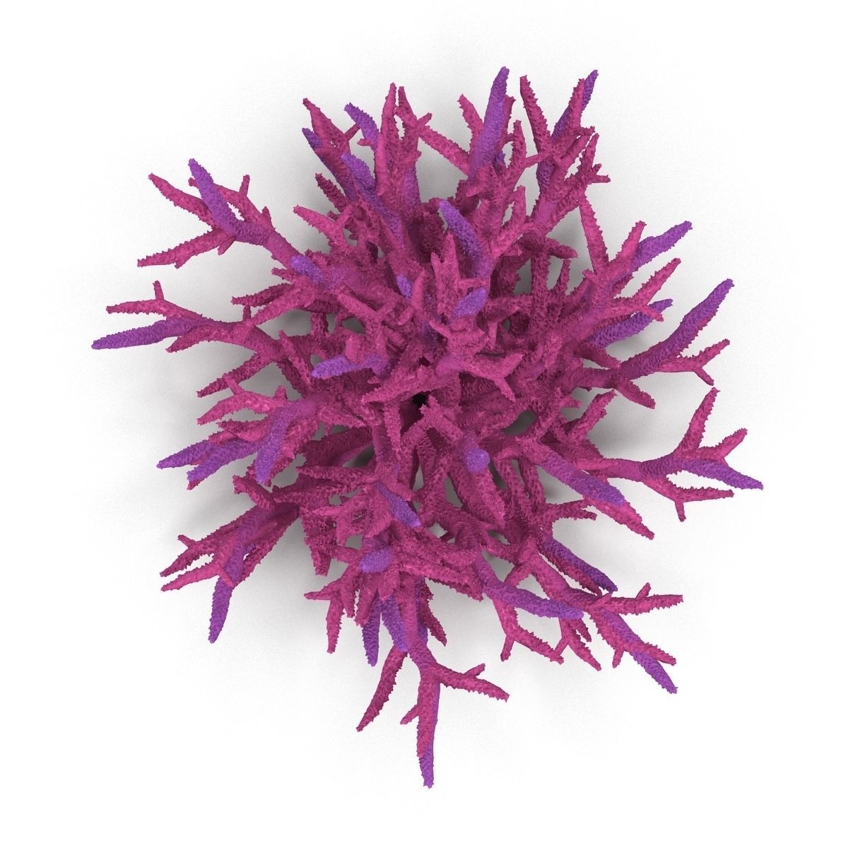 Acropora formosa low poly 3D model_8