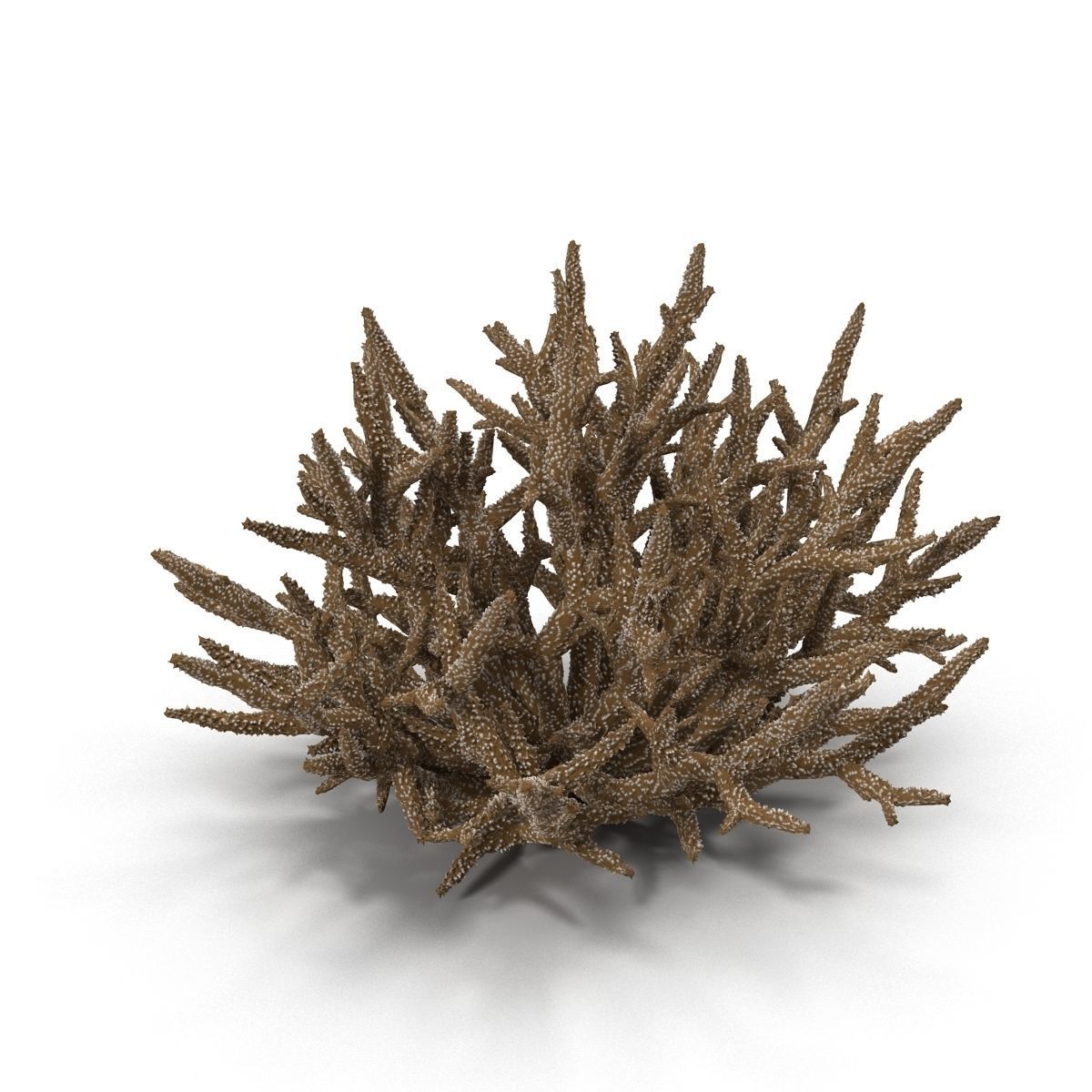 Acropora formosa low poly 3D model_2