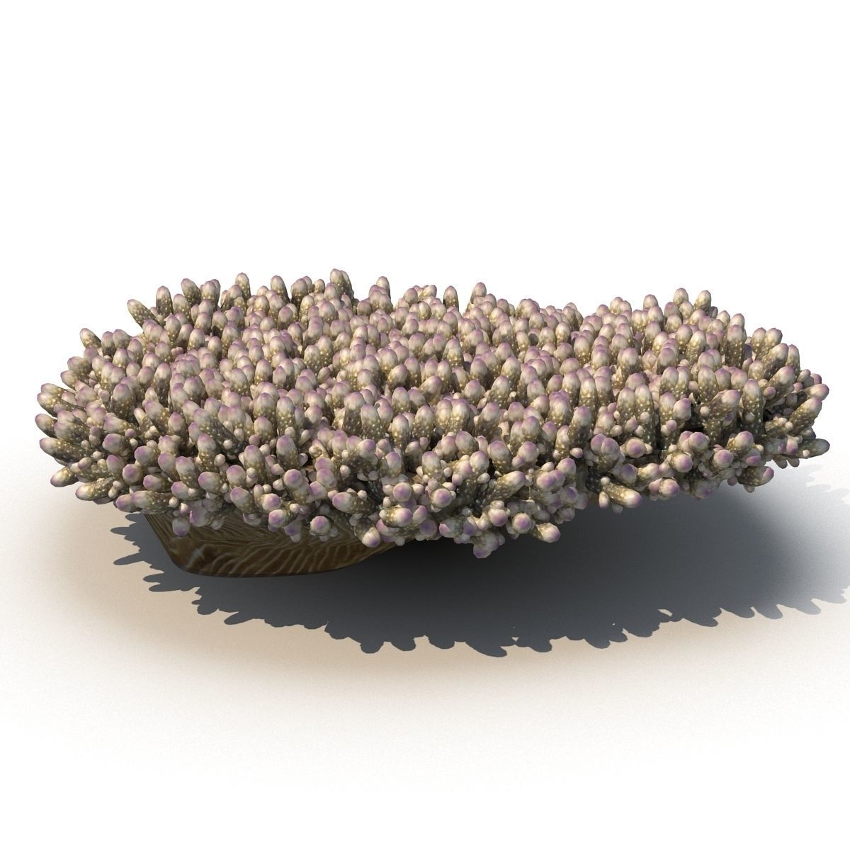 Acropora millepora staghorn 3D model_2