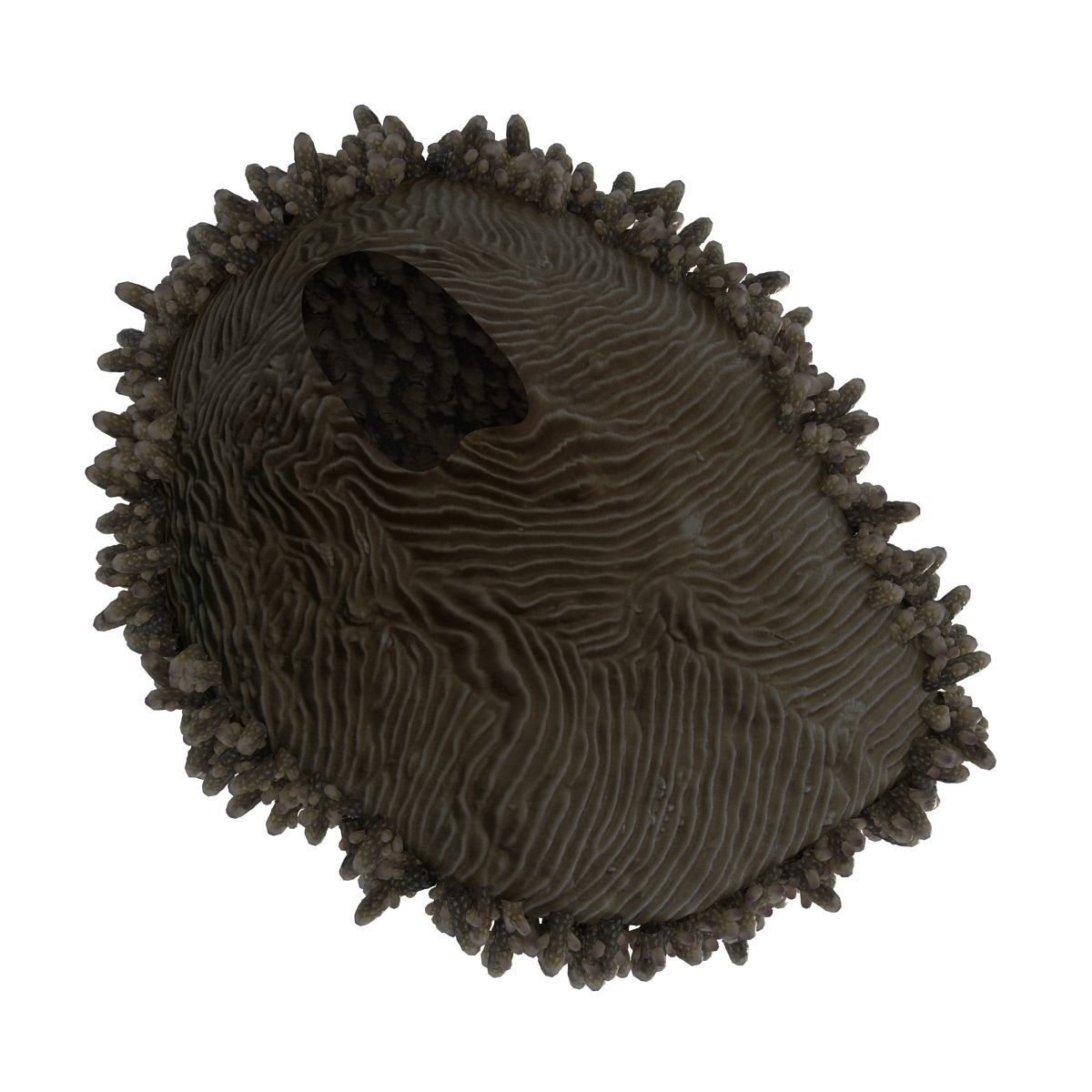 Acropora millepora staghorn 3D model_1