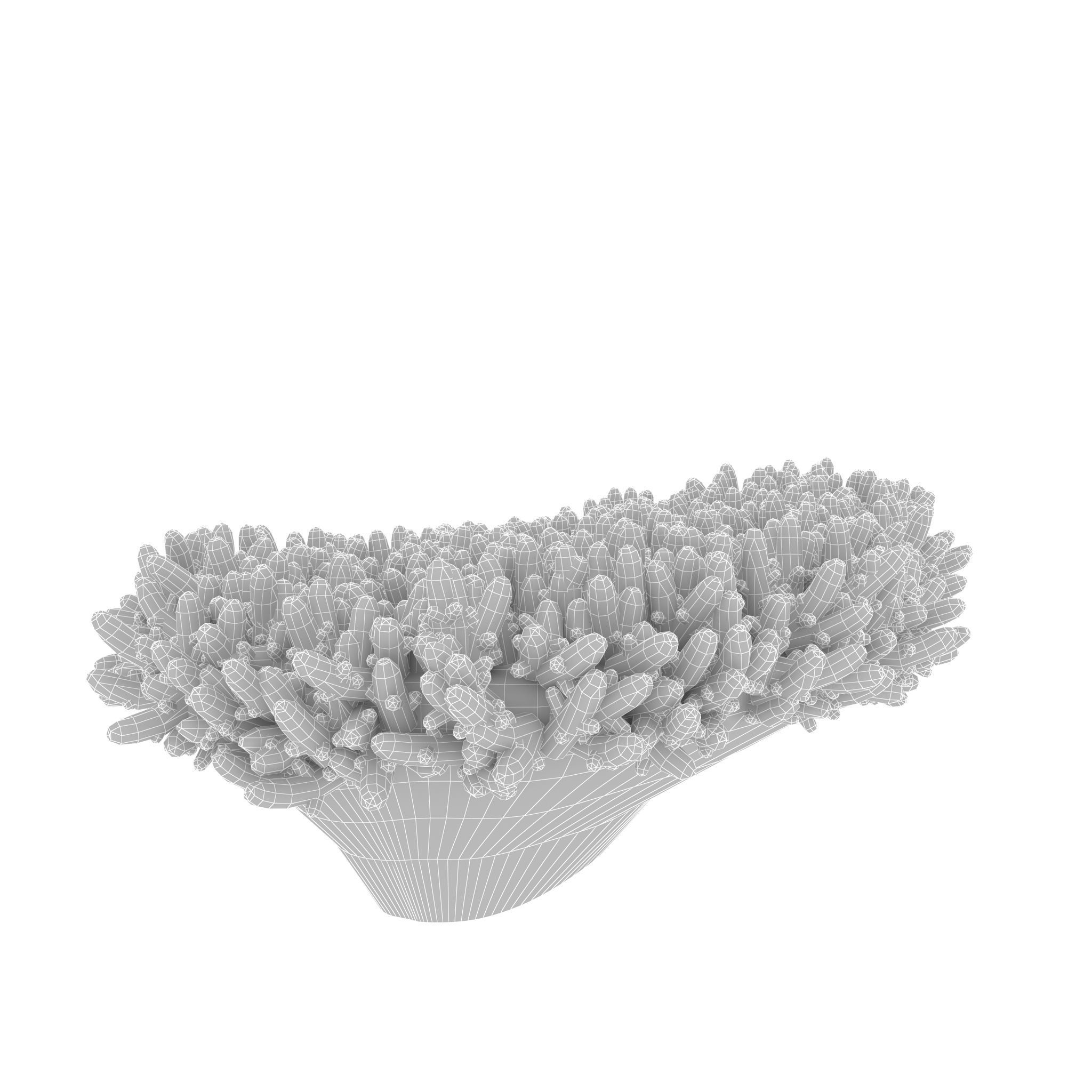 Acropora millepora staghorn 3D model_4
