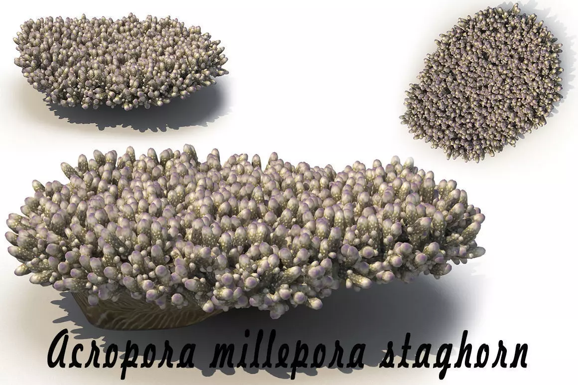 Acropora millepora staghorn 3D model_0
