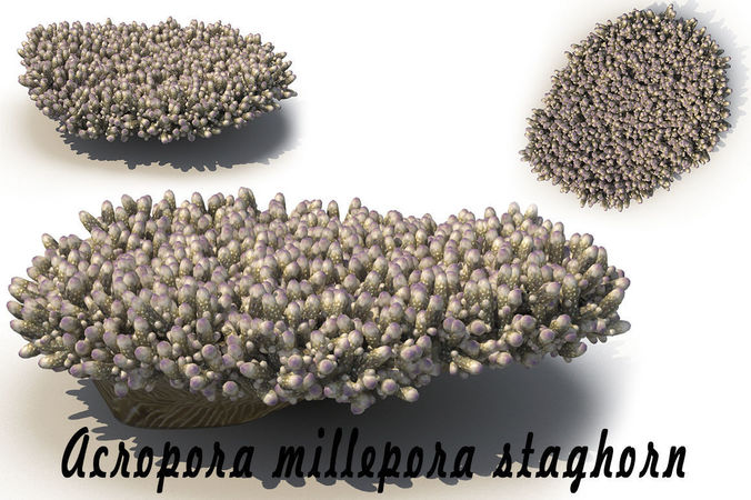 Acropora millepora staghorn 3D model