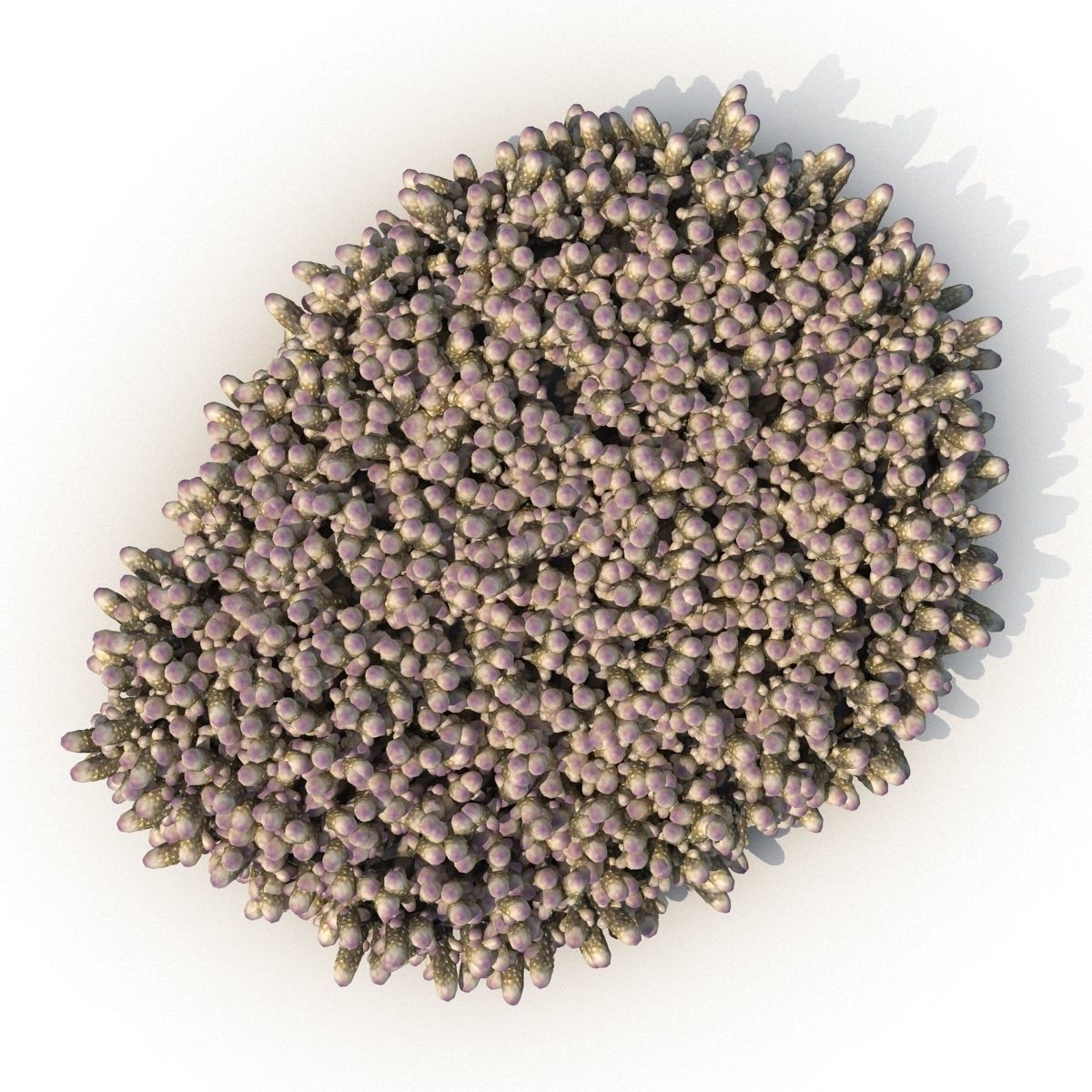 Acropora millepora staghorn 3D model_5
