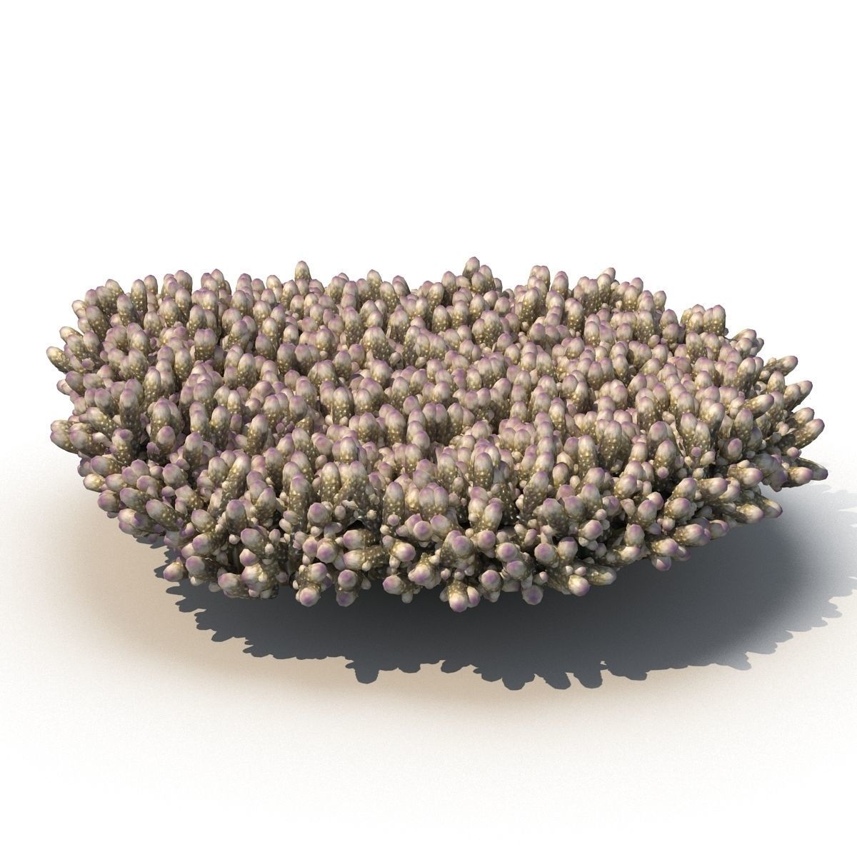 Acropora millepora staghorn 3D model_3