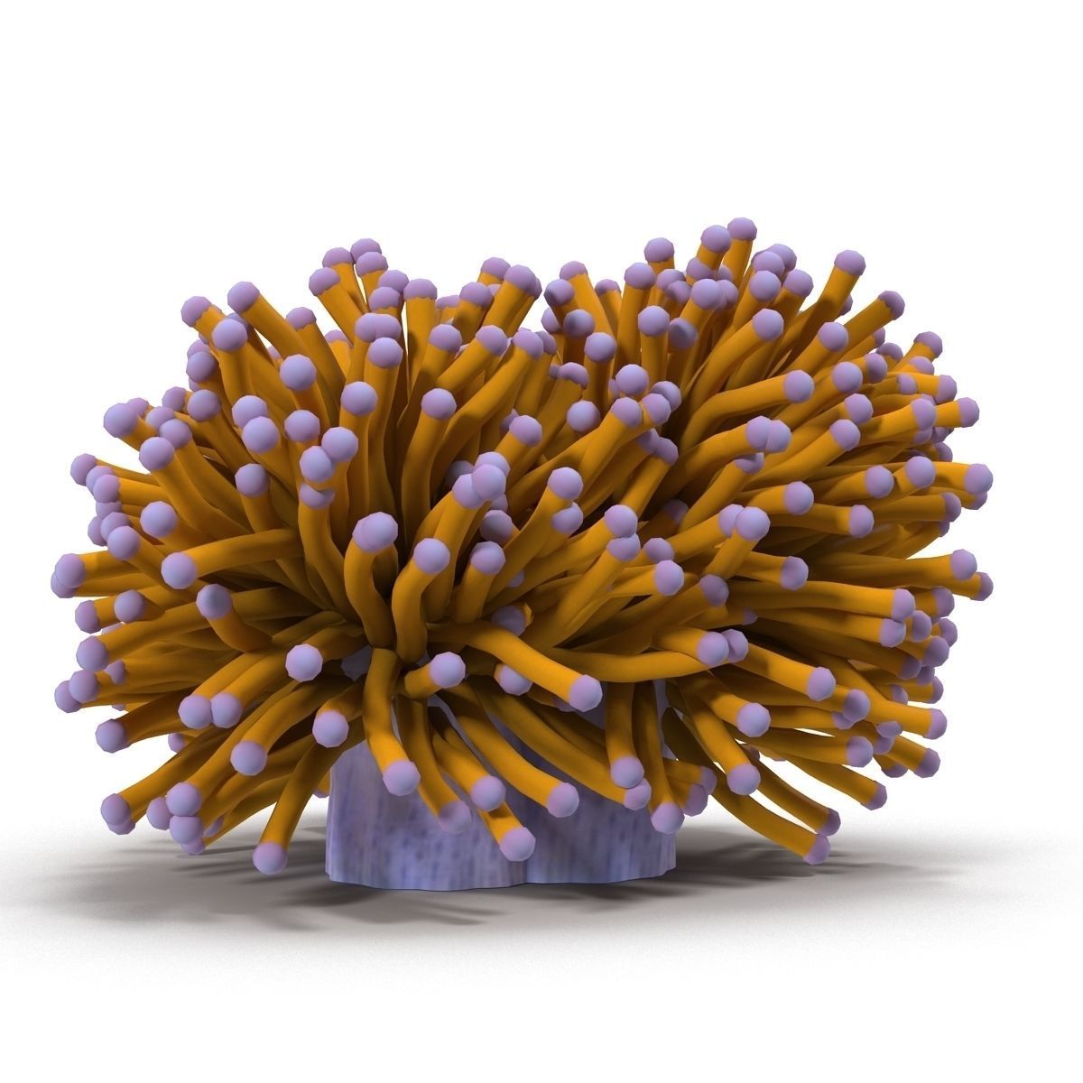 Aussie Gold Torch Coral 3D model_3