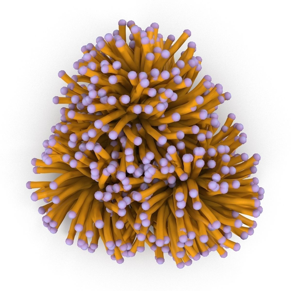 Aussie Gold Torch Coral 3D model_6