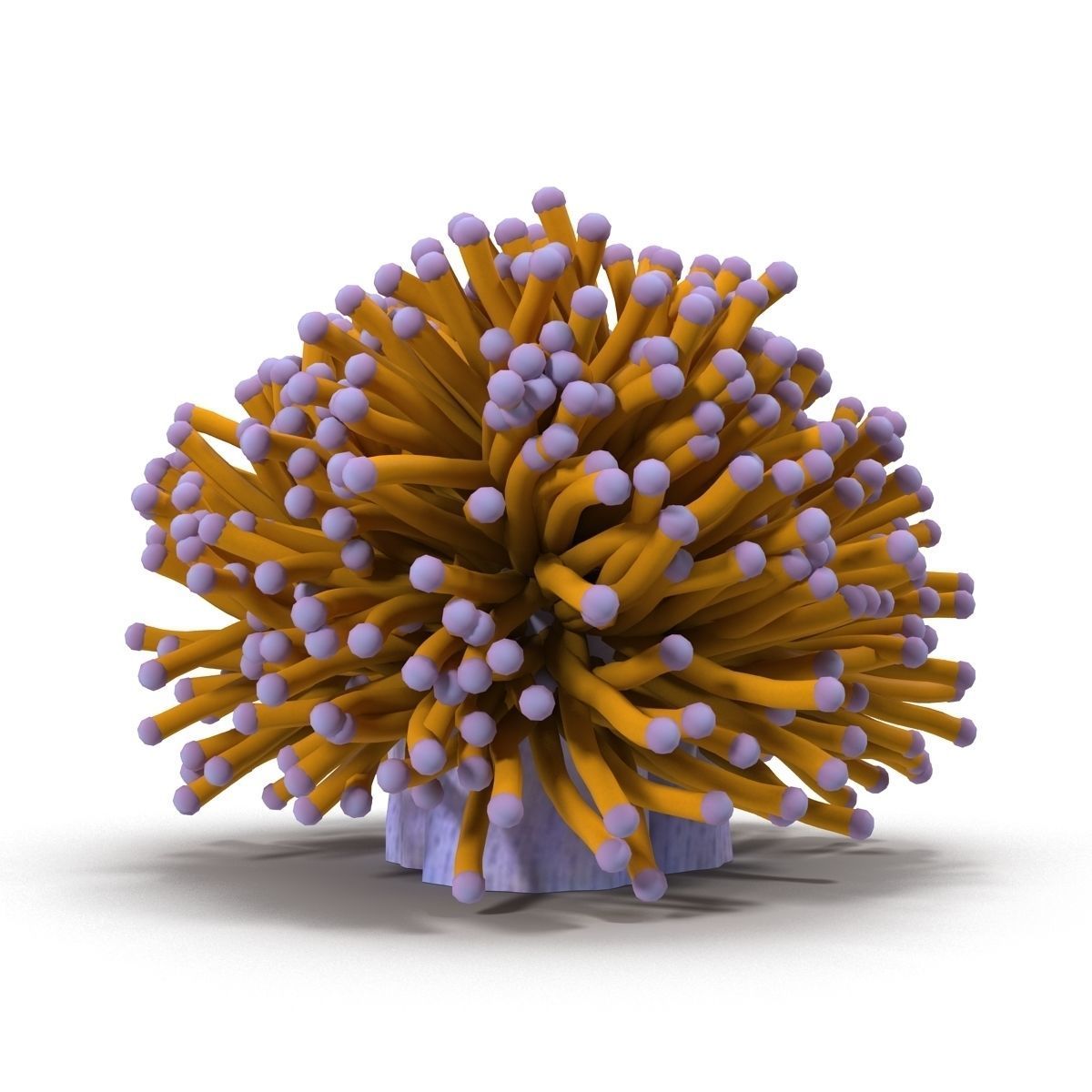 Aussie Gold Torch Coral 3D model_7