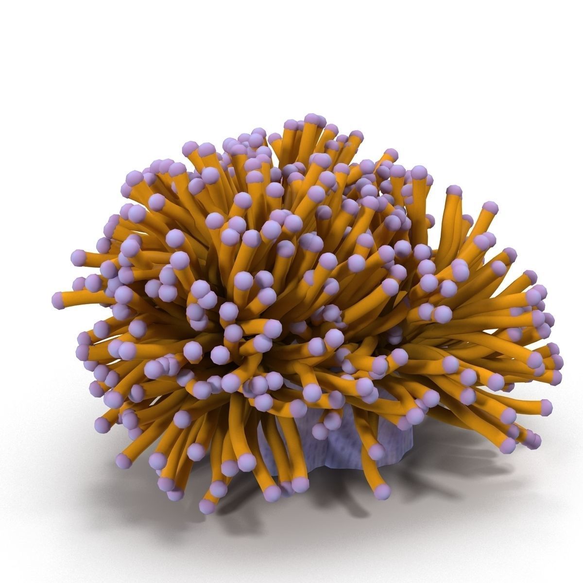 Aussie Gold Torch Coral 3D model_5