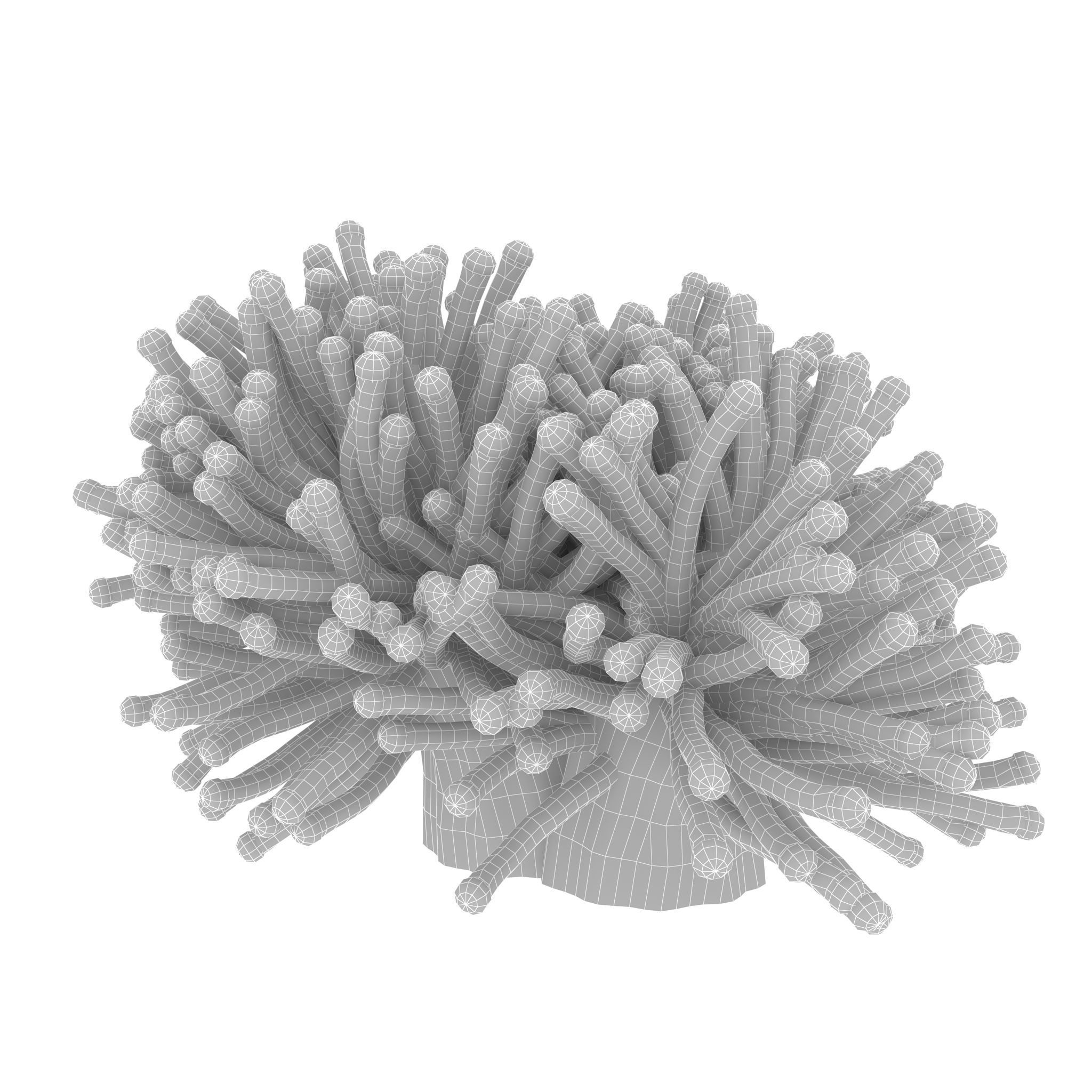 Aussie Gold Torch Coral 3D model_8