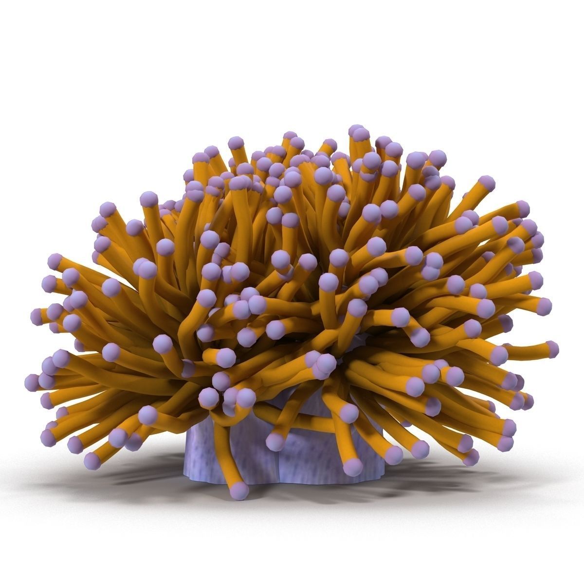 Aussie Gold Torch Coral 3D model_2