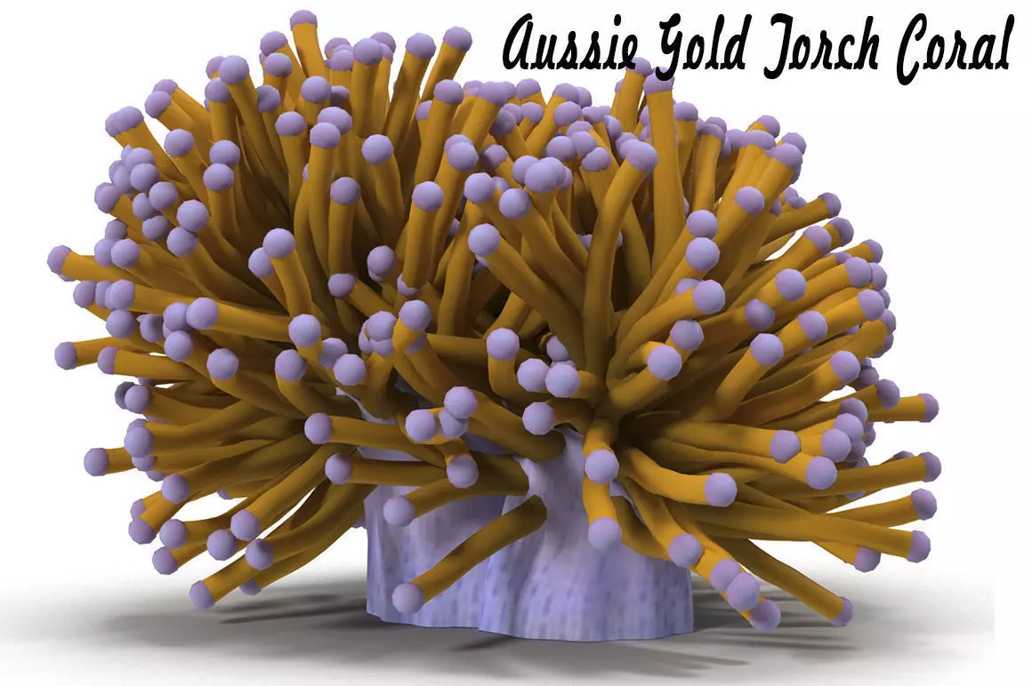 Aussie Gold Torch Coral 3D model_0
